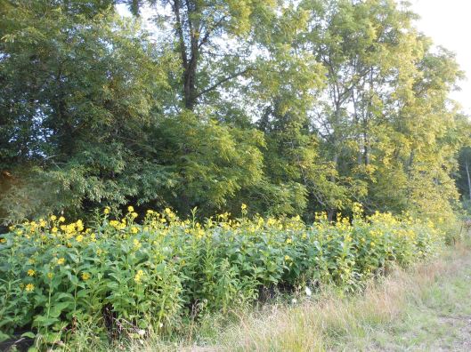 wildflowers sunflowers